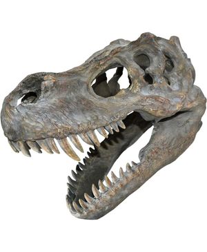 Tyrannosaurus Rex Skelethoved - 39 cm Figur med Vægfæste