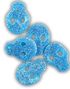 2 kg Candycrave Vegan Fizzy Blue Skulls - Stor Pose med Sure Blå Vingummiskaller