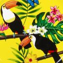Toucan