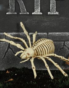 Skeletedderkop til Dekoration 24x16 cm