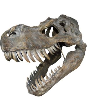 Tyrannosaurus Rex Skelethoved - 51 cm Figur med Vægfæste