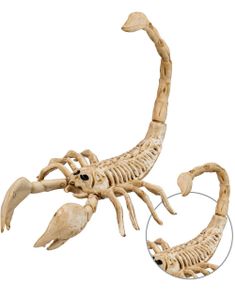 Skorpion Skjelett med Bøyelig Hale 30 cm