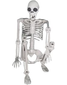 Skjelett i Realistisk Størrelse med Poserbare Ledd 150 cm