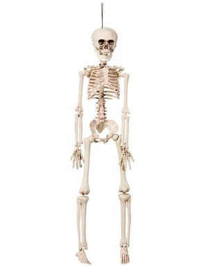 Hængende Skelet 40 cm