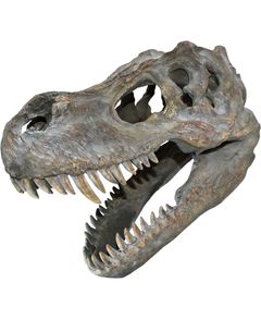 Tyrannosaurus Rex Skelethoved - 39 cm Figur med Vægfæste