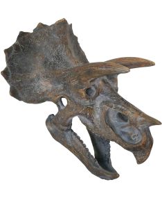 Triceratops Skelethoved - 23 cm Figur
