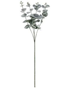 Eukalyptusgren 60 cm